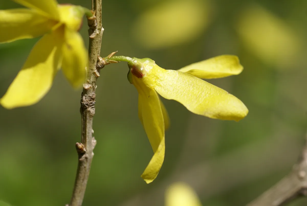 Greenstem Forsythia (Forsythia viridissima)