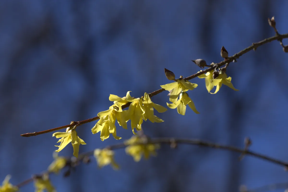 Chinese Forsythia (Forsythia giraldiana)