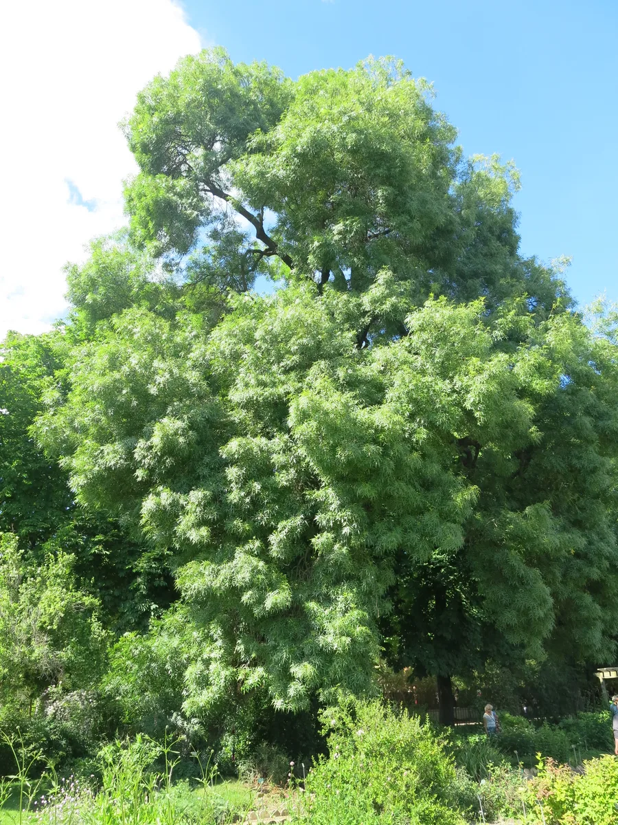 Narrowleaf Ash (Fraxinus angustifolia)