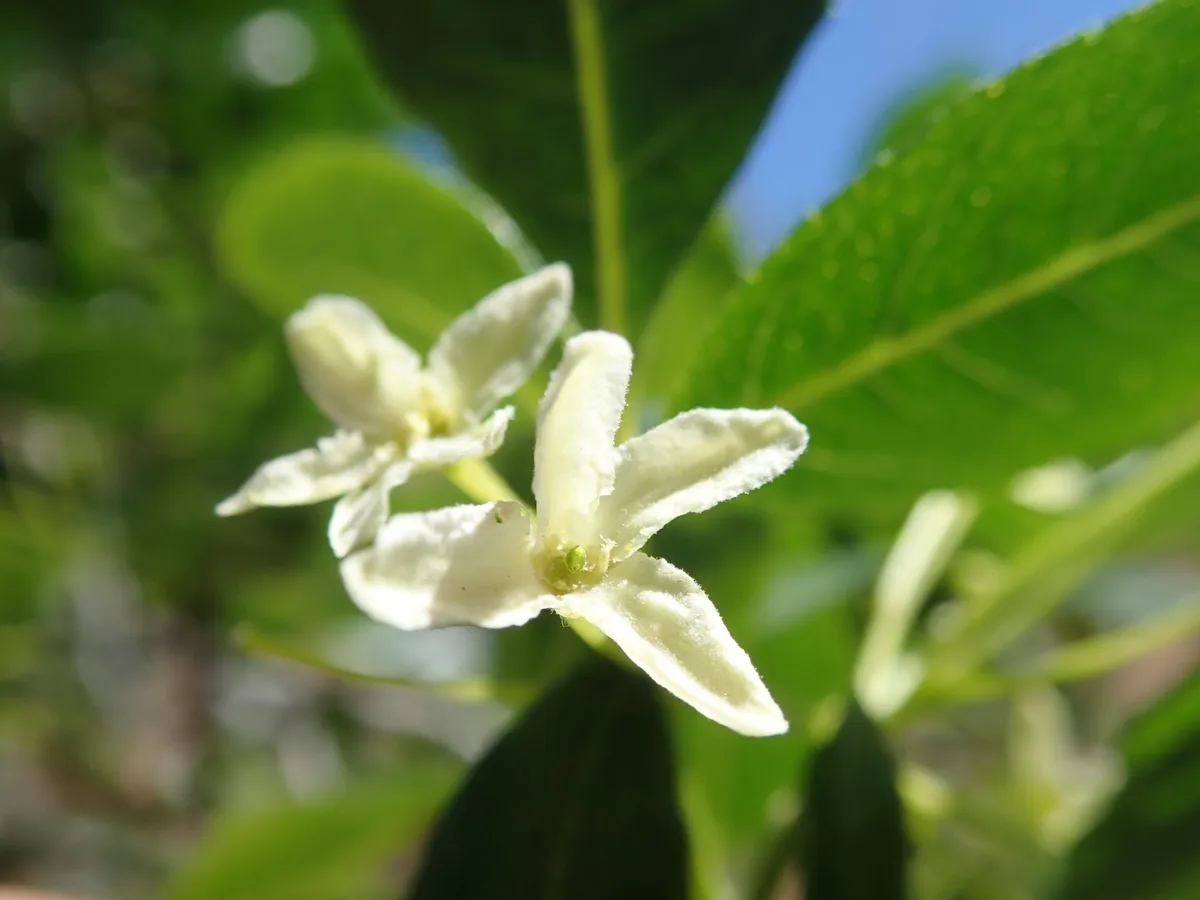 Woolly Hop Tree (Ptelea crenulata)