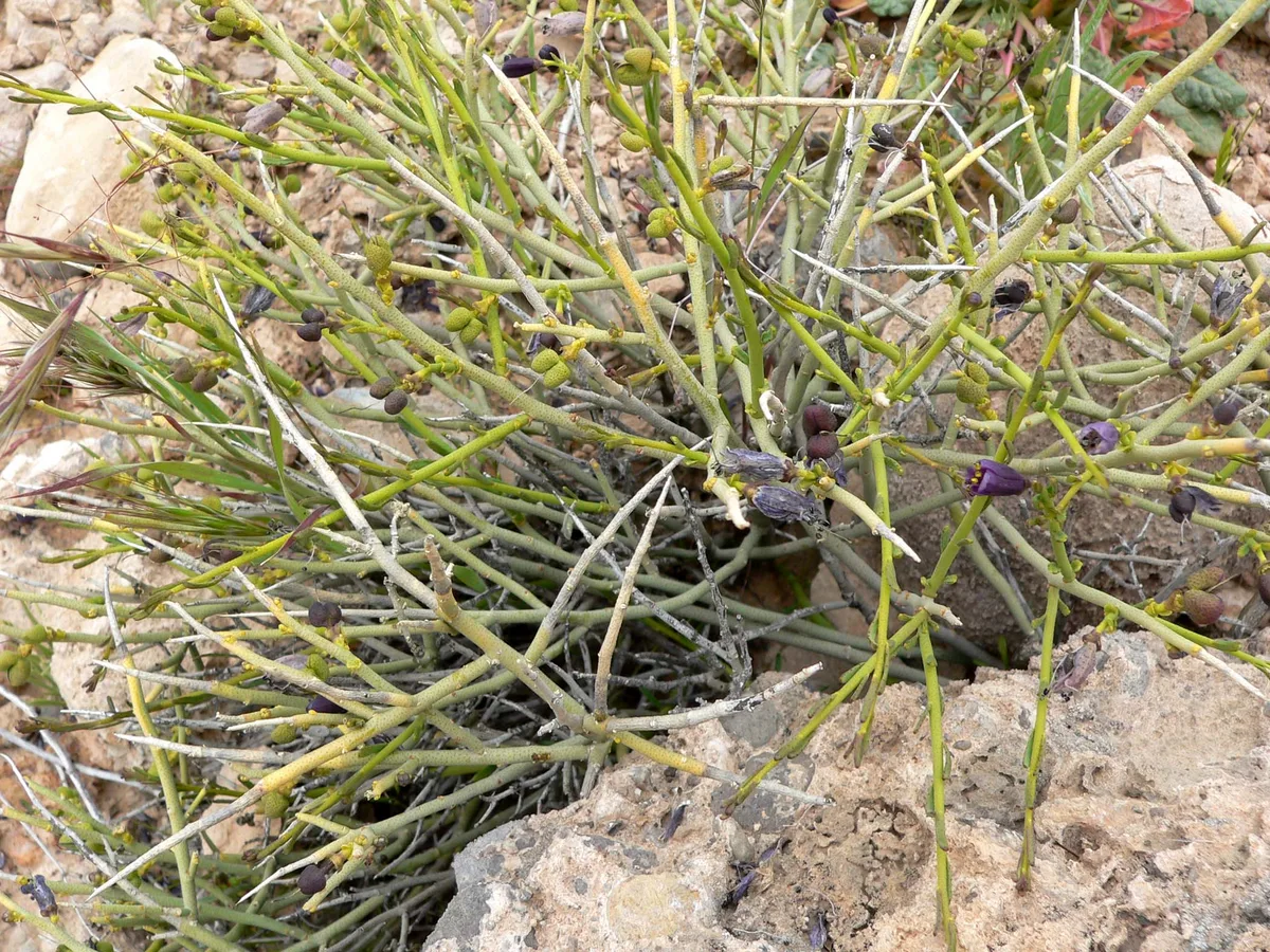 Desert Rue