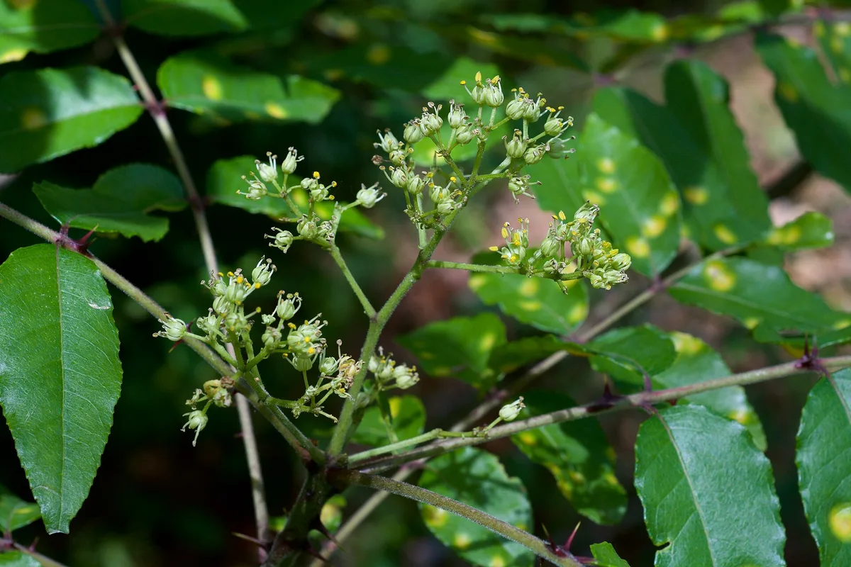 Southern Prickly Ash