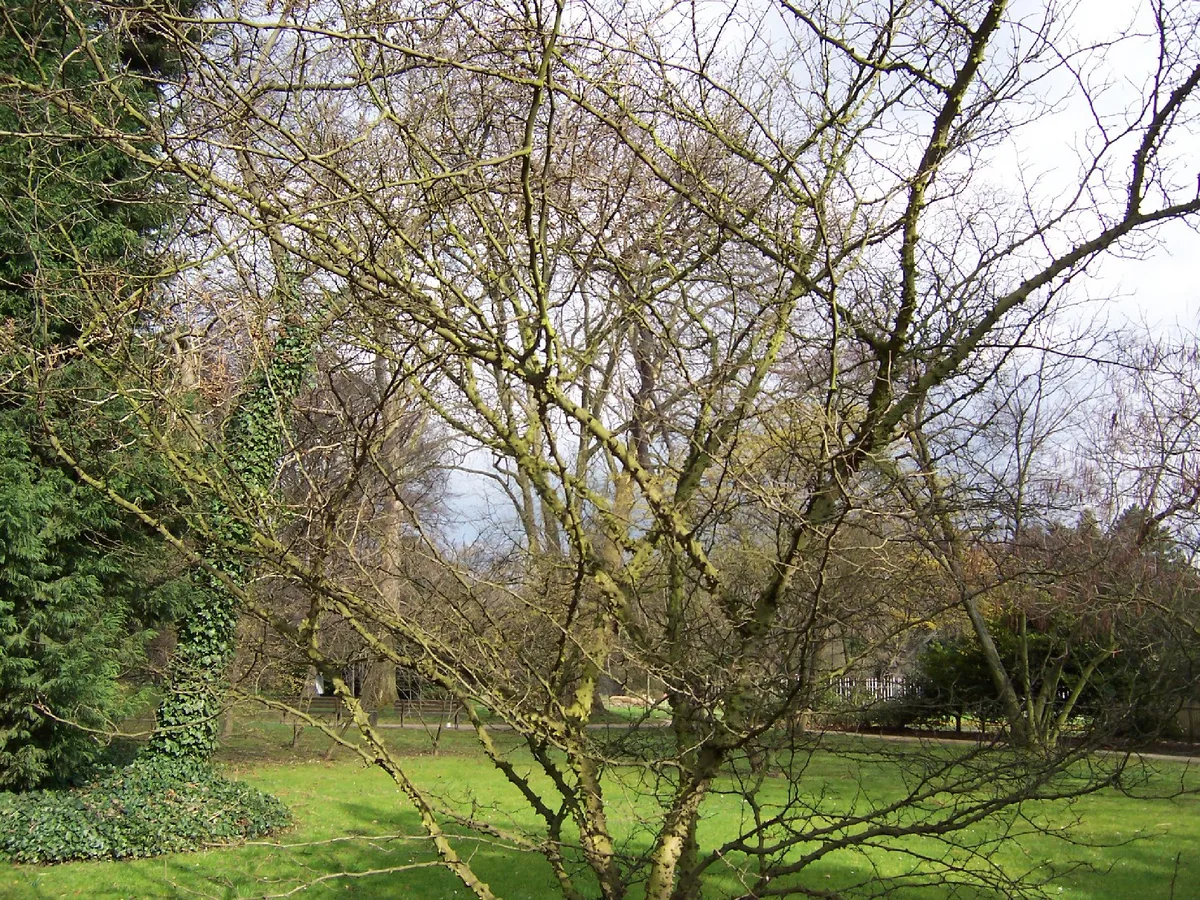 Chinese Prickly Ash (Zanthoxylum simulans)