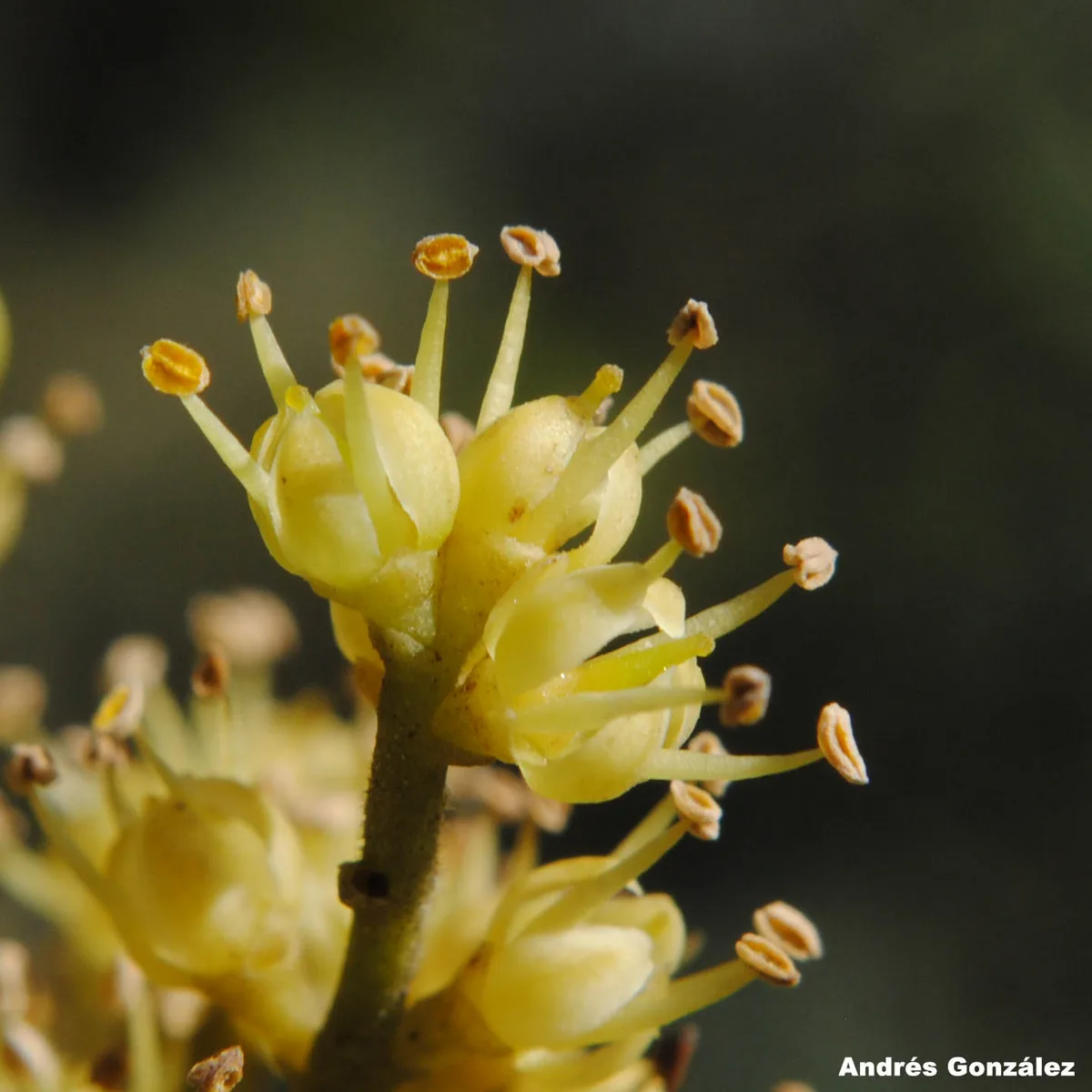 Lime Prickly Ash