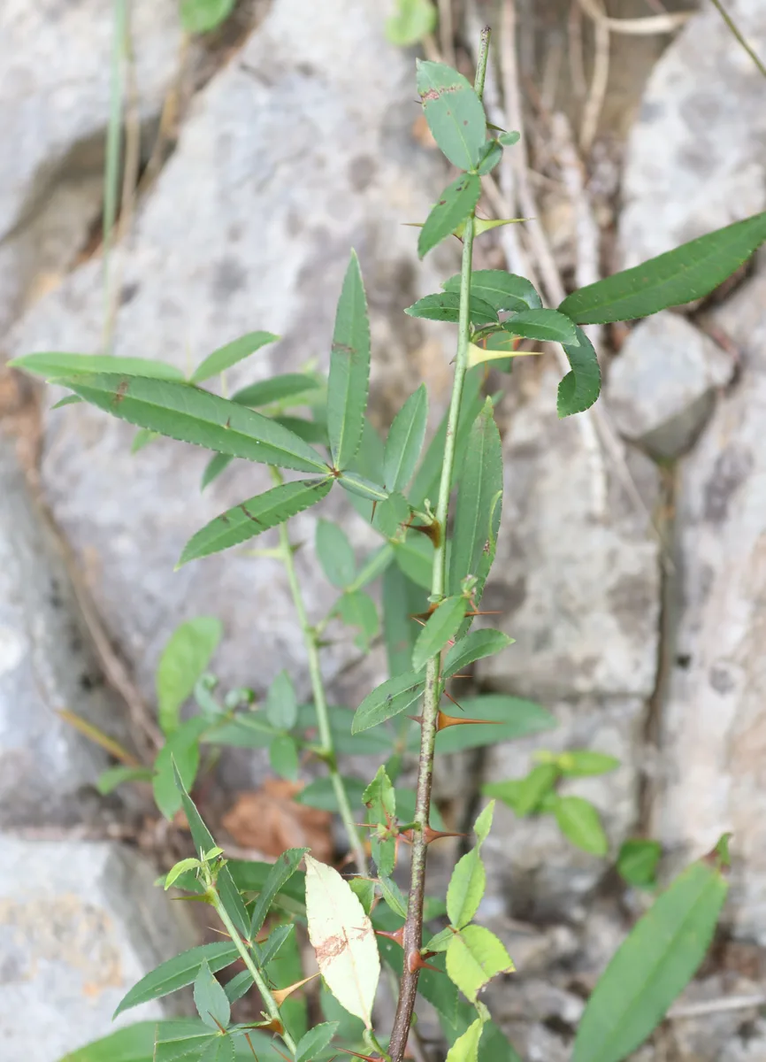 Winged Prickly Ash