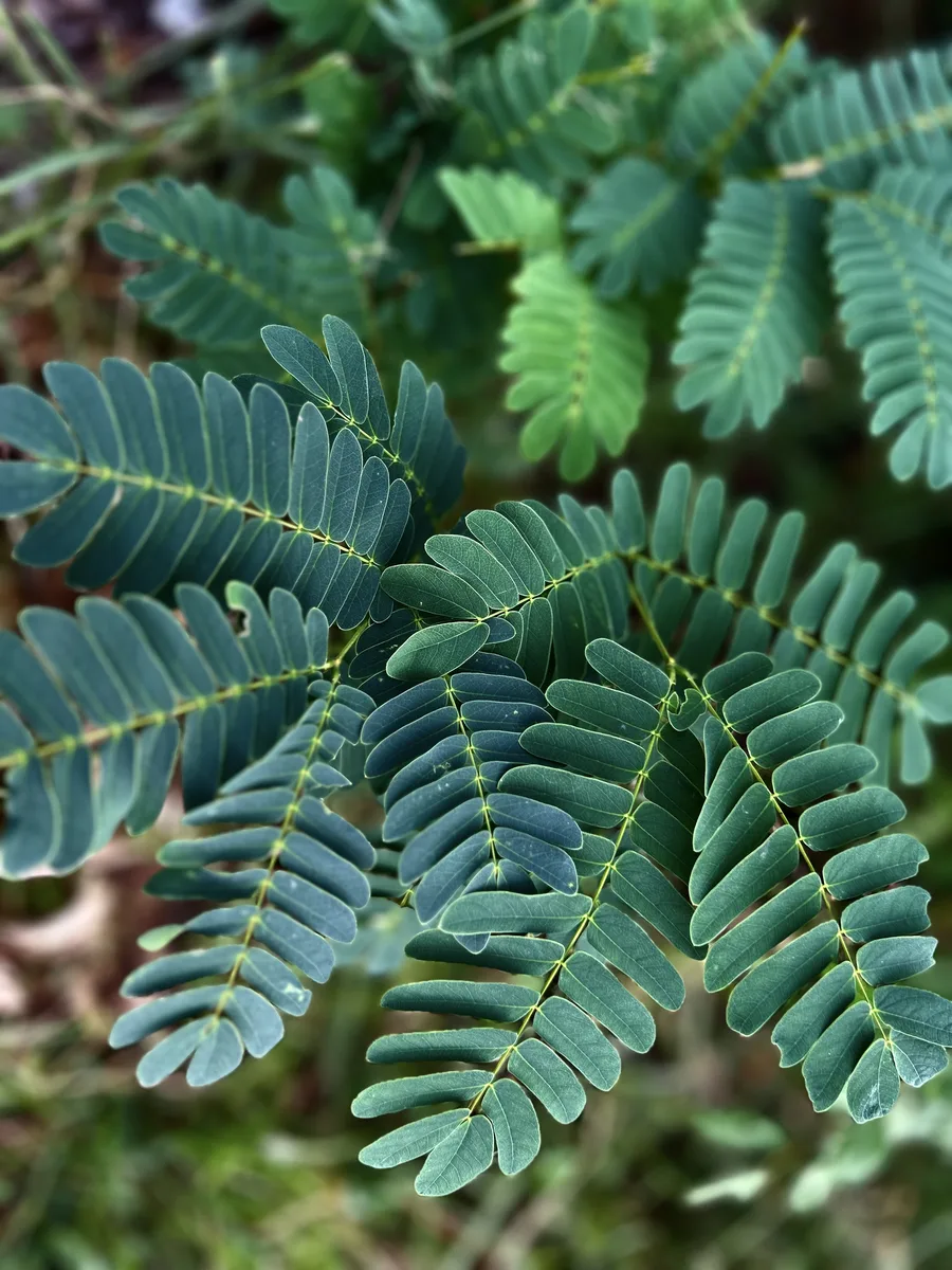 Silk Tree