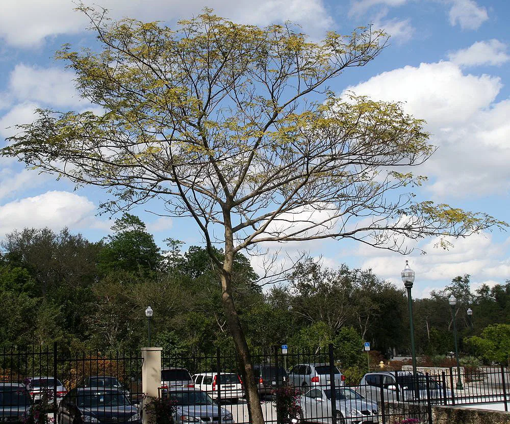East Indian Walnut