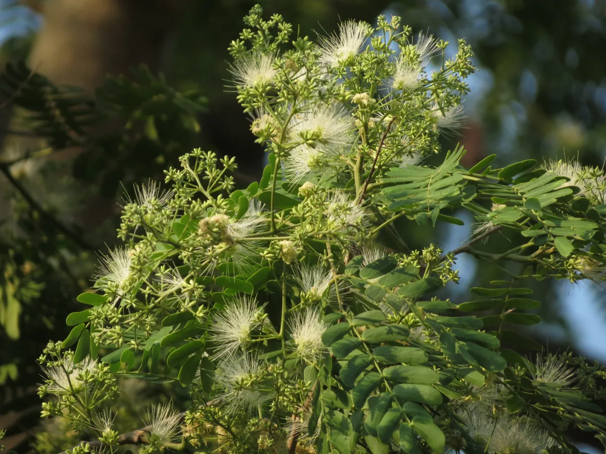 Chocolate Albizia