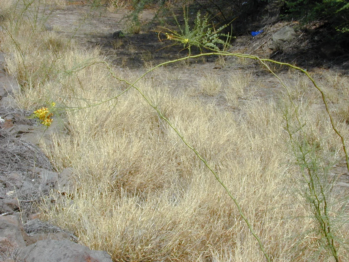 Jerusalem Thorn