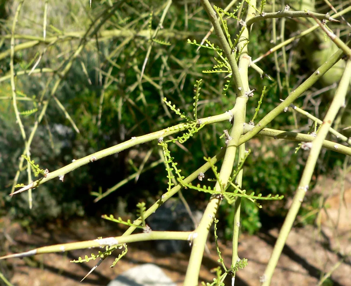 Foothill Palo Verde (Parkinsonia microphylla)
