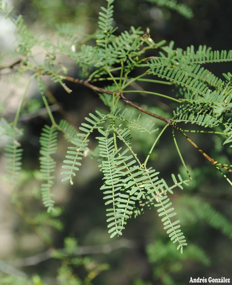 Black Mesquite