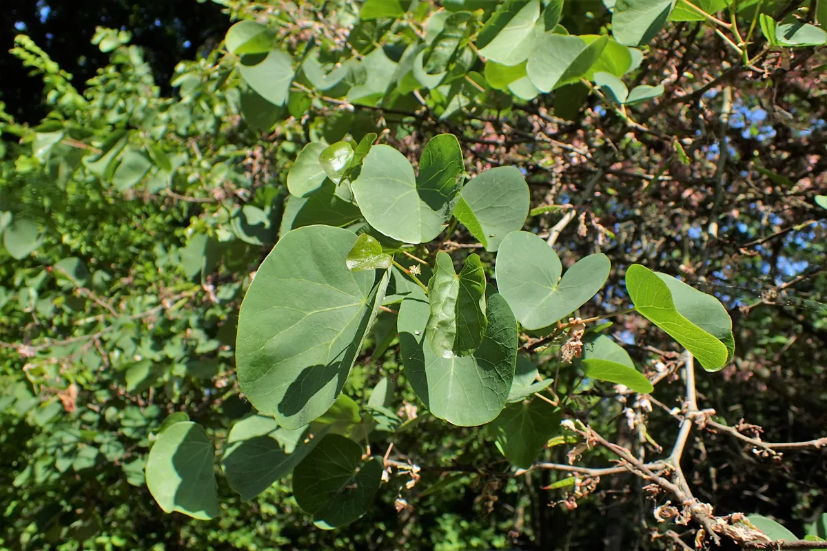 Afghan Redbud (Cercis griffithii)