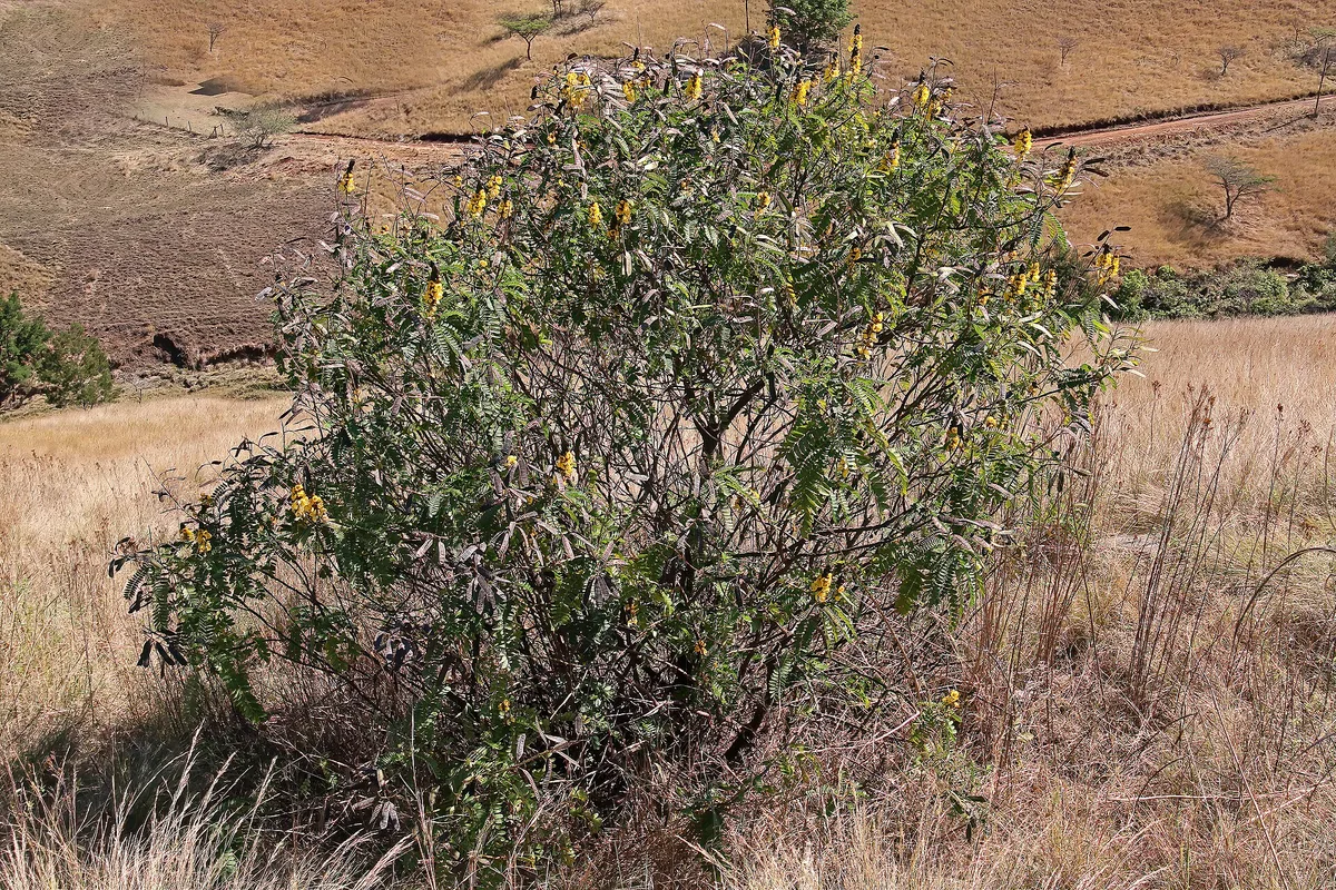 Popcorn Cassia (Senna didymobotrya)