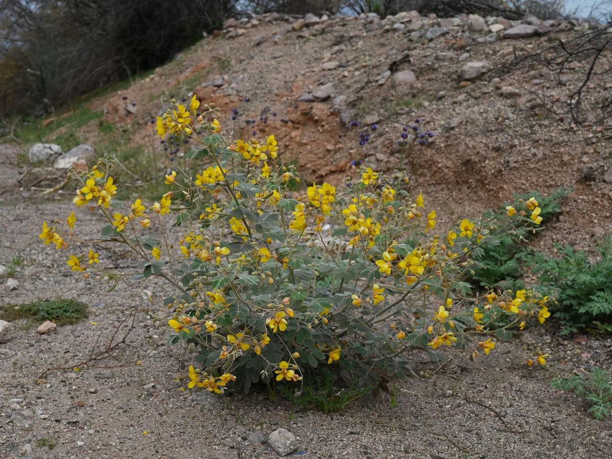 Desert Senna