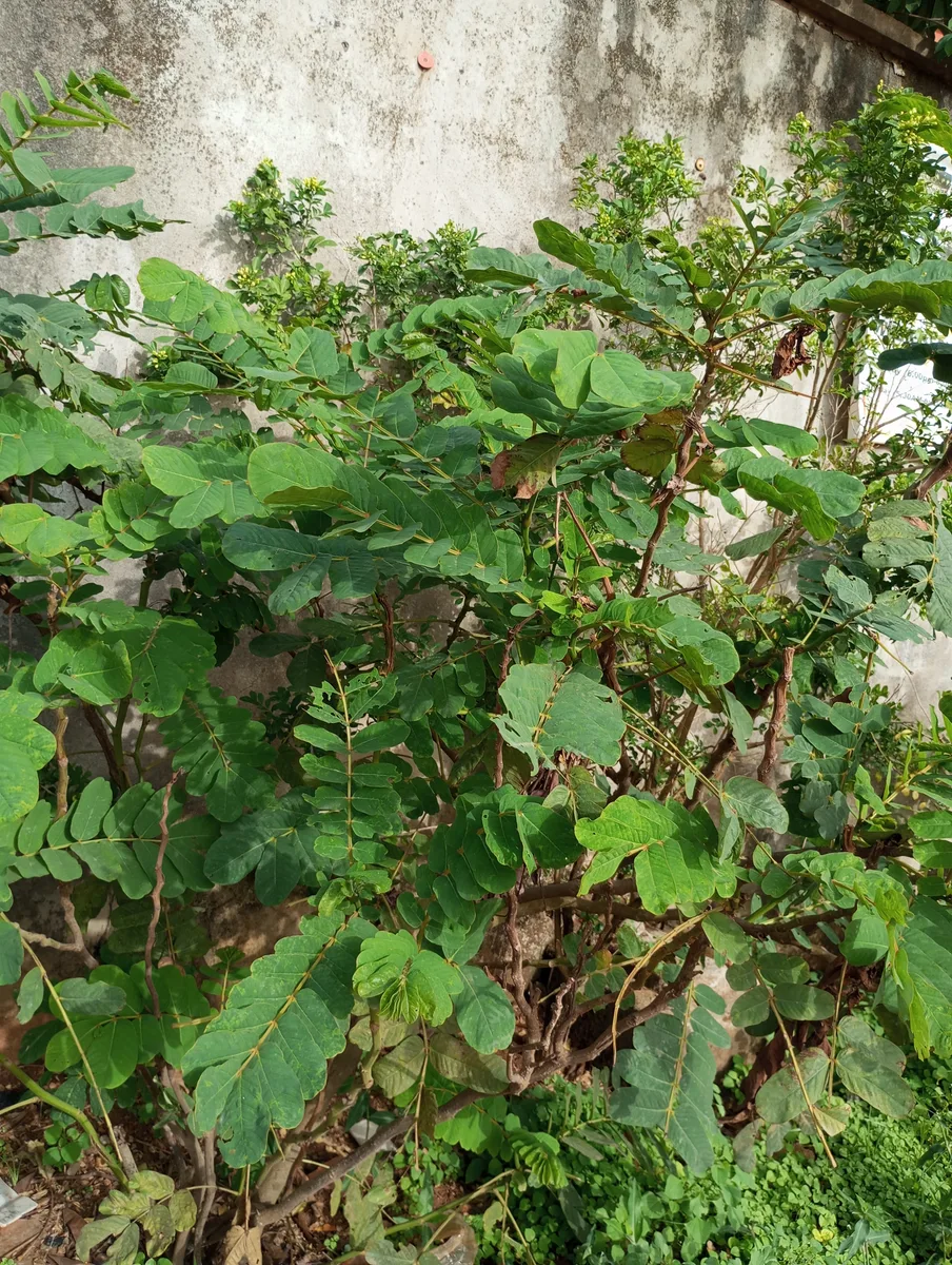 Candlestick Senna (Senna alata)