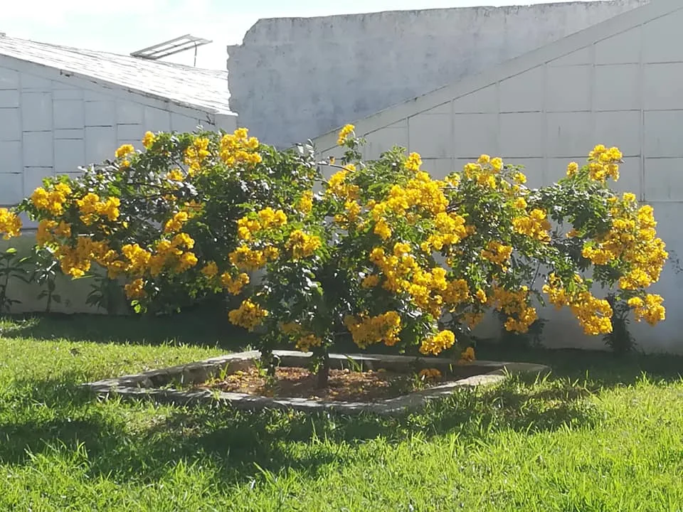 Easter Cassia (Senna pendula)