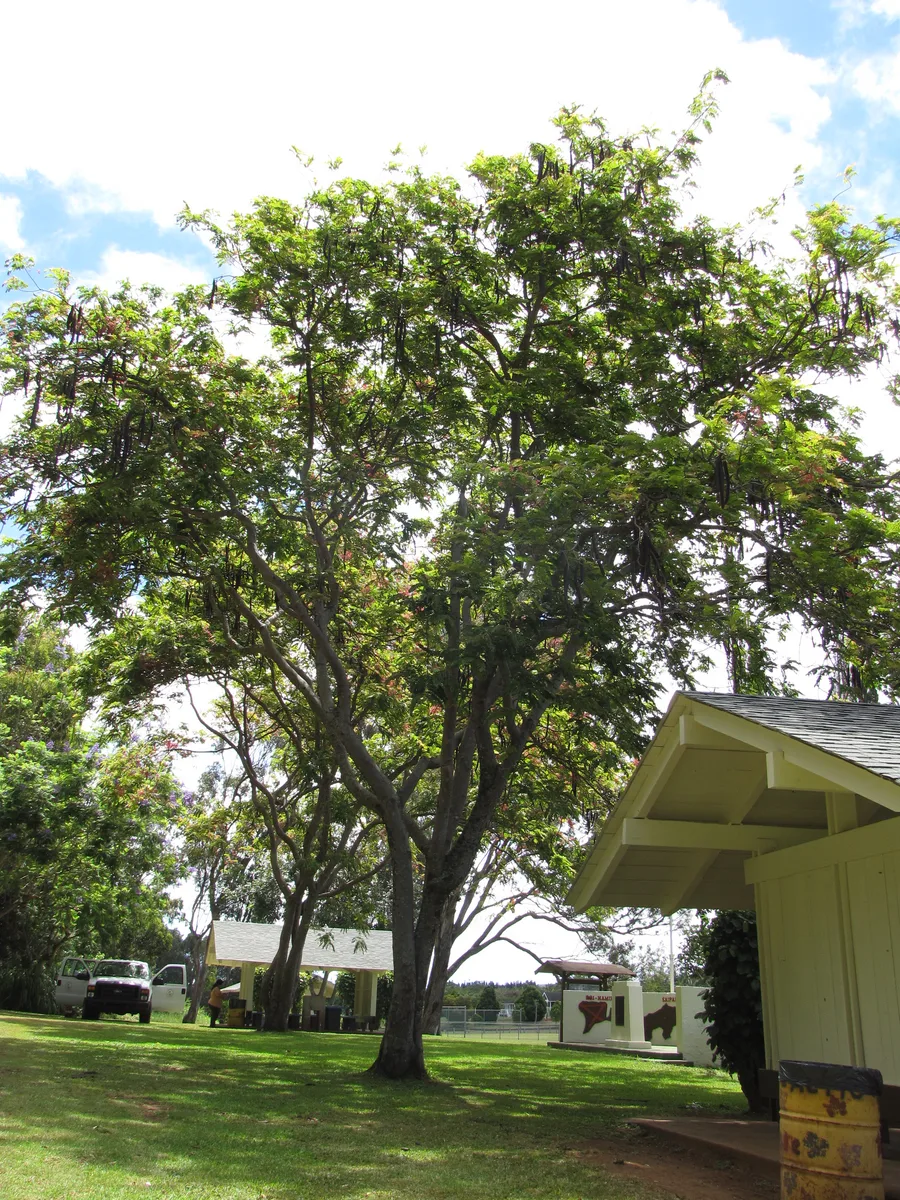 Rainbow Shower Tree (Cassia grandis)
