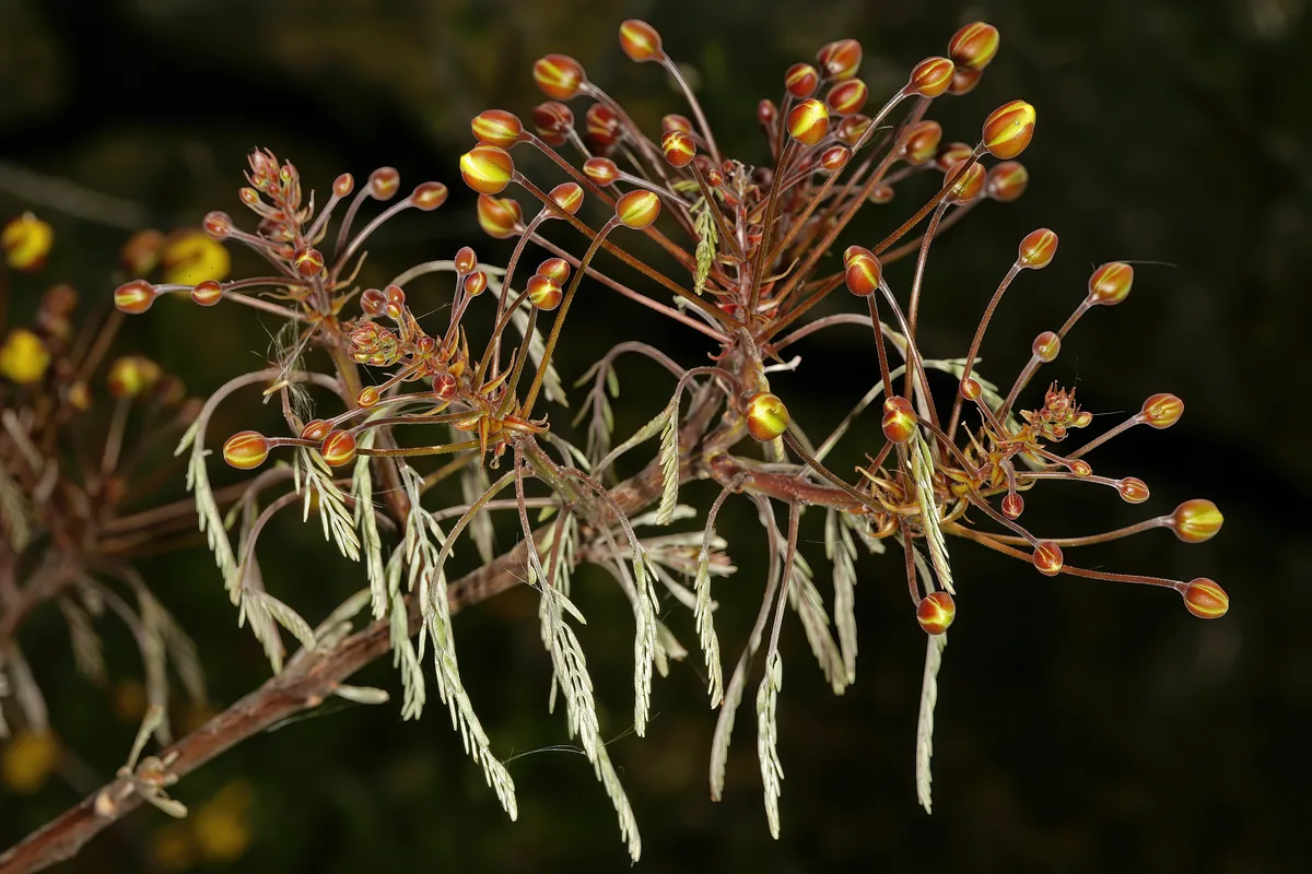 Brown Cassia (Cassia abbreviata)