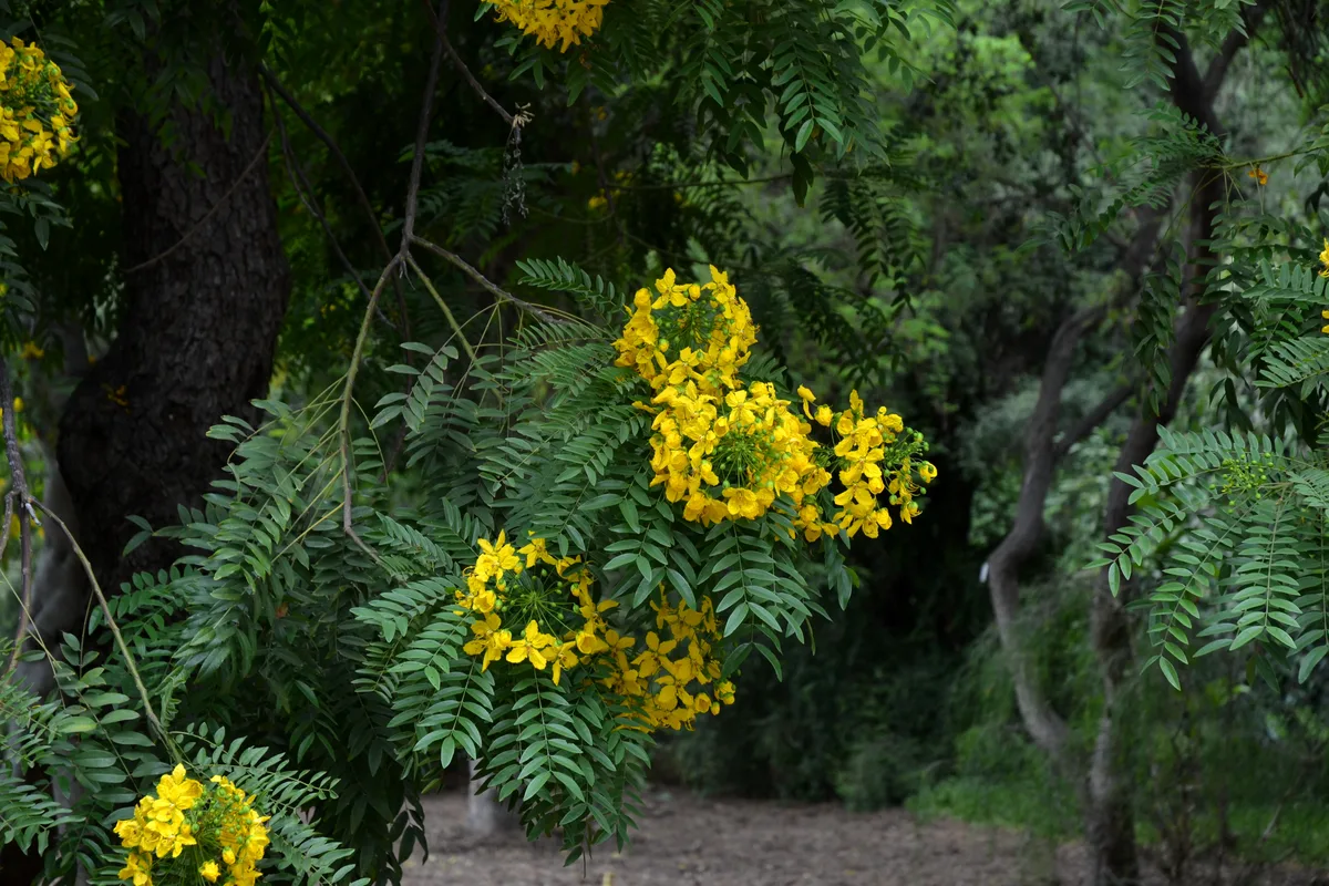 Yellow Cassia (Cassia leptophylla)
