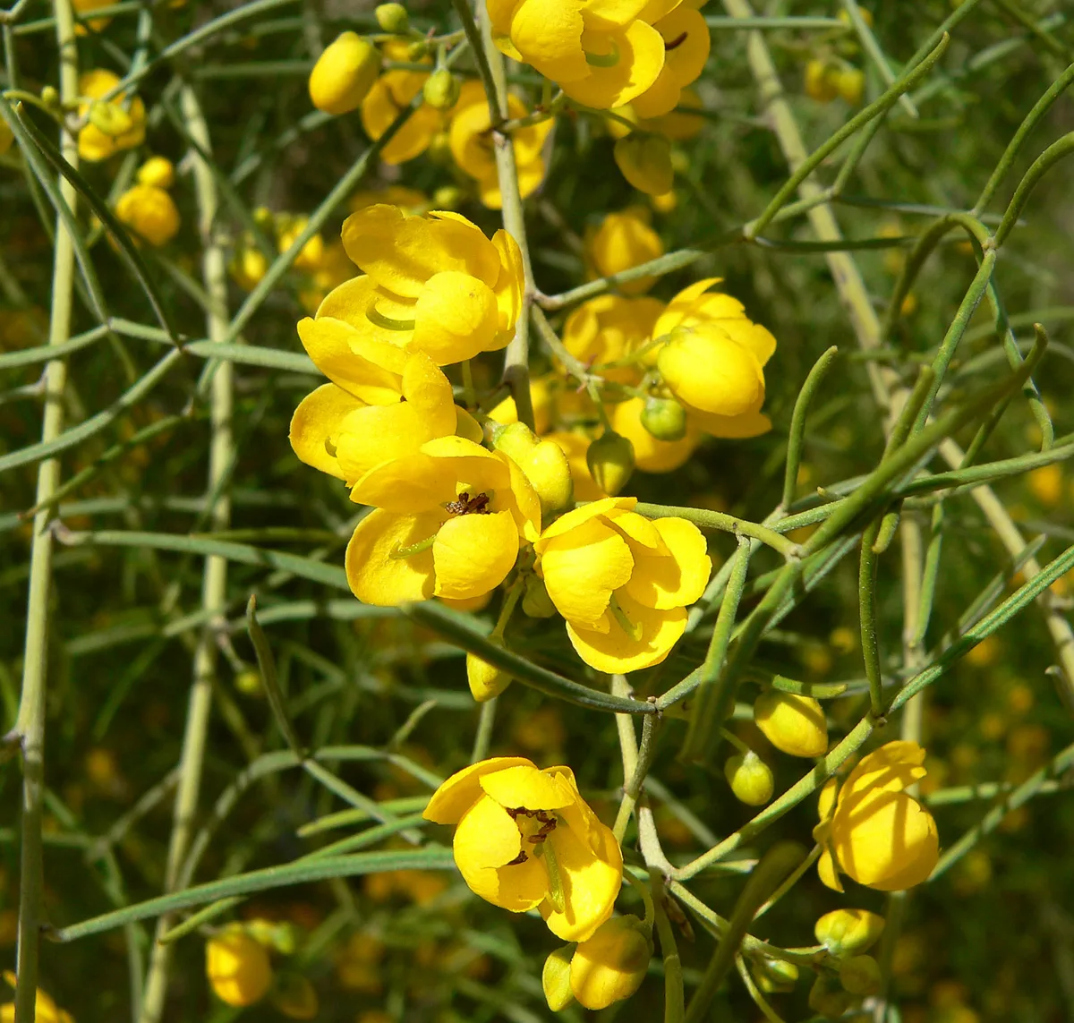 Desert Cassia (Cassia nemophila)
