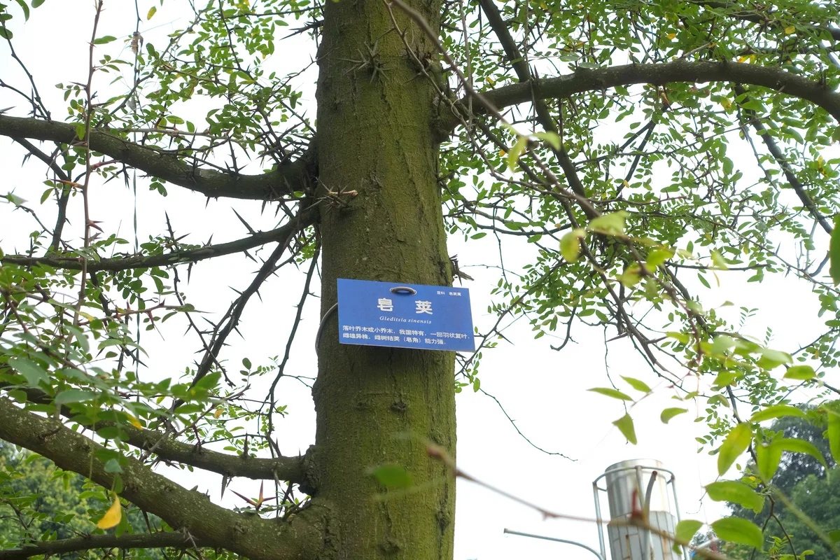 Chinese Honey Locust (Gleditsia sinensis)