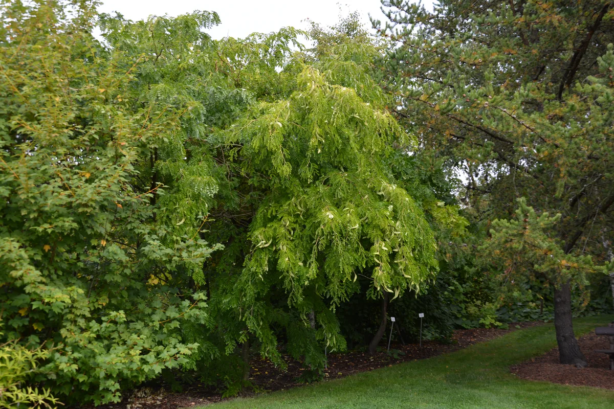 Japanese Honey Locust (Gleditsia japonica)
