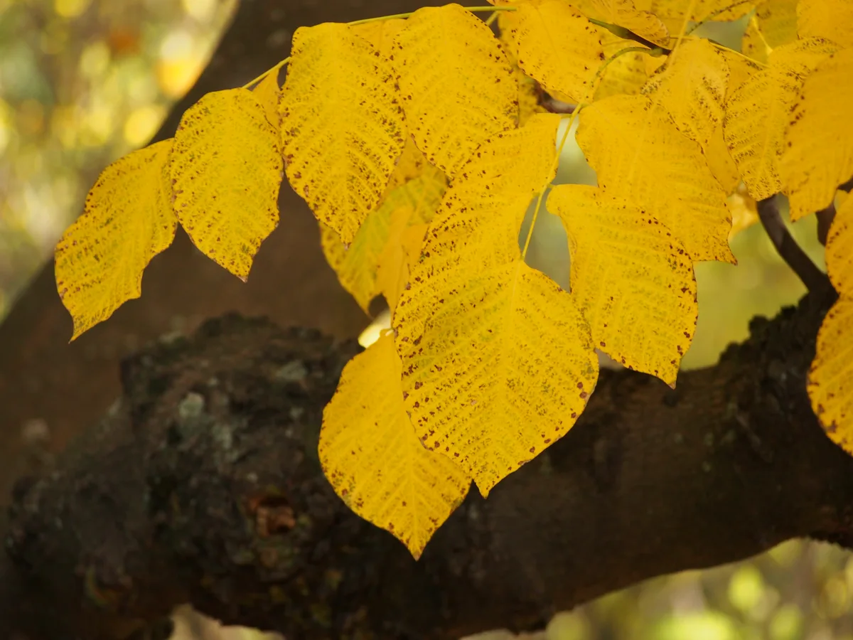 Kentucky Yellowwood (Cladrastis kentukea var. tomentosa)