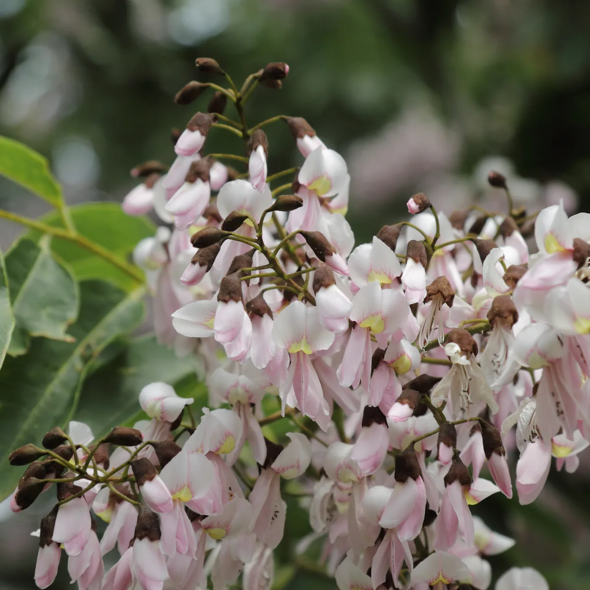 Chinese Yellowwood (Cladrastis sinensis)