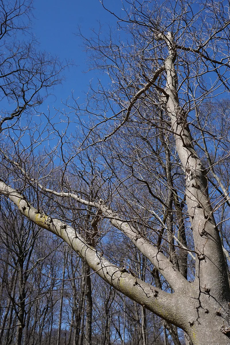 Japanese Yellowwood