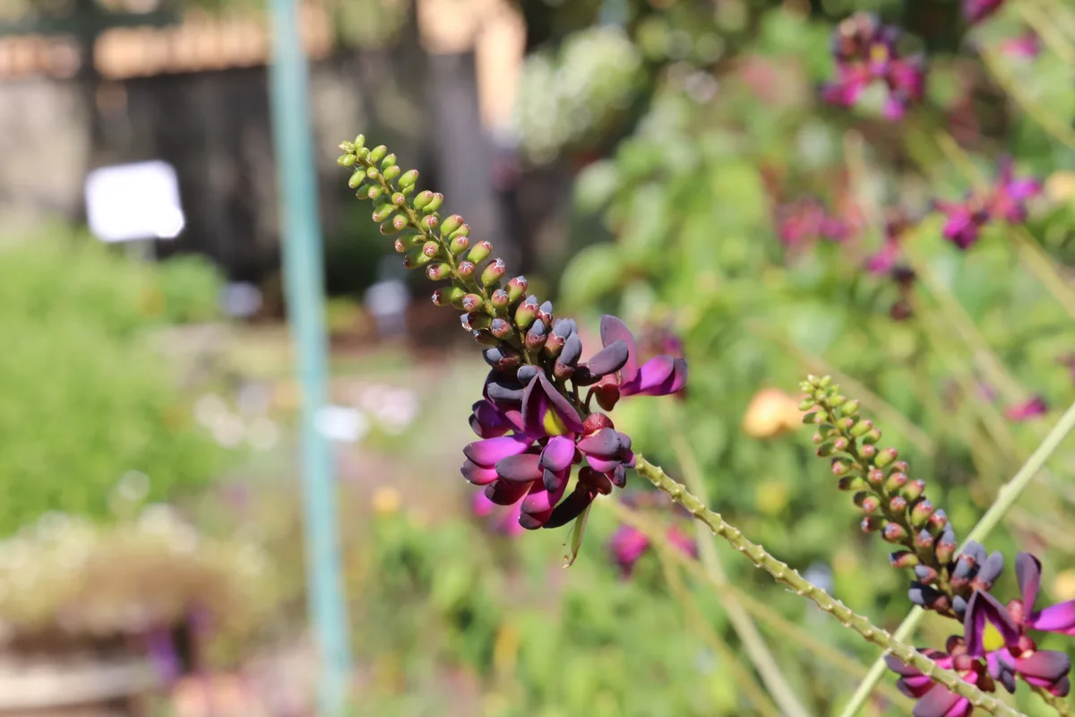 Evergreen Wisteria
