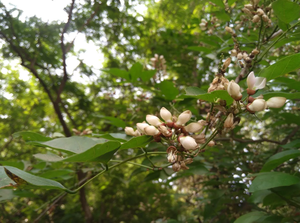 Indian Beech (Pongamia pinnata)