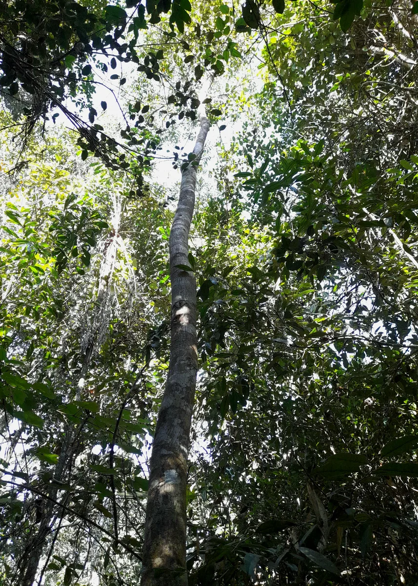 Madagascar Rosewood (Dalbergia baronii)