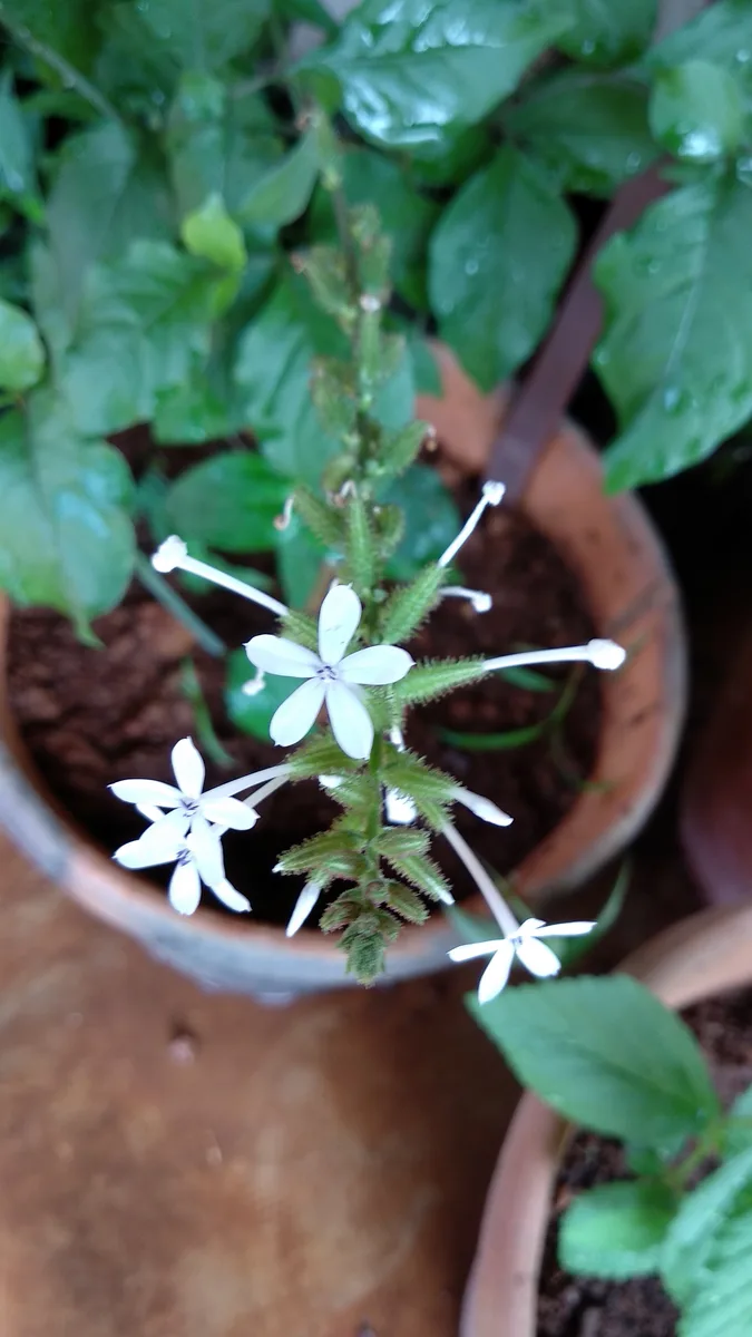 Indian Leadwort