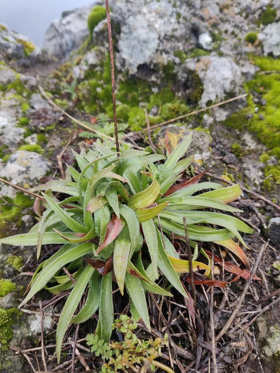 Madeira Thrift
