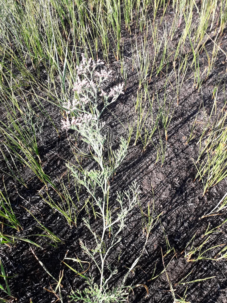 Caspian Sea Lavender