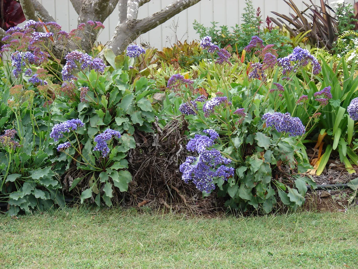 Tree Sea Lavender (Limonium arborescens)