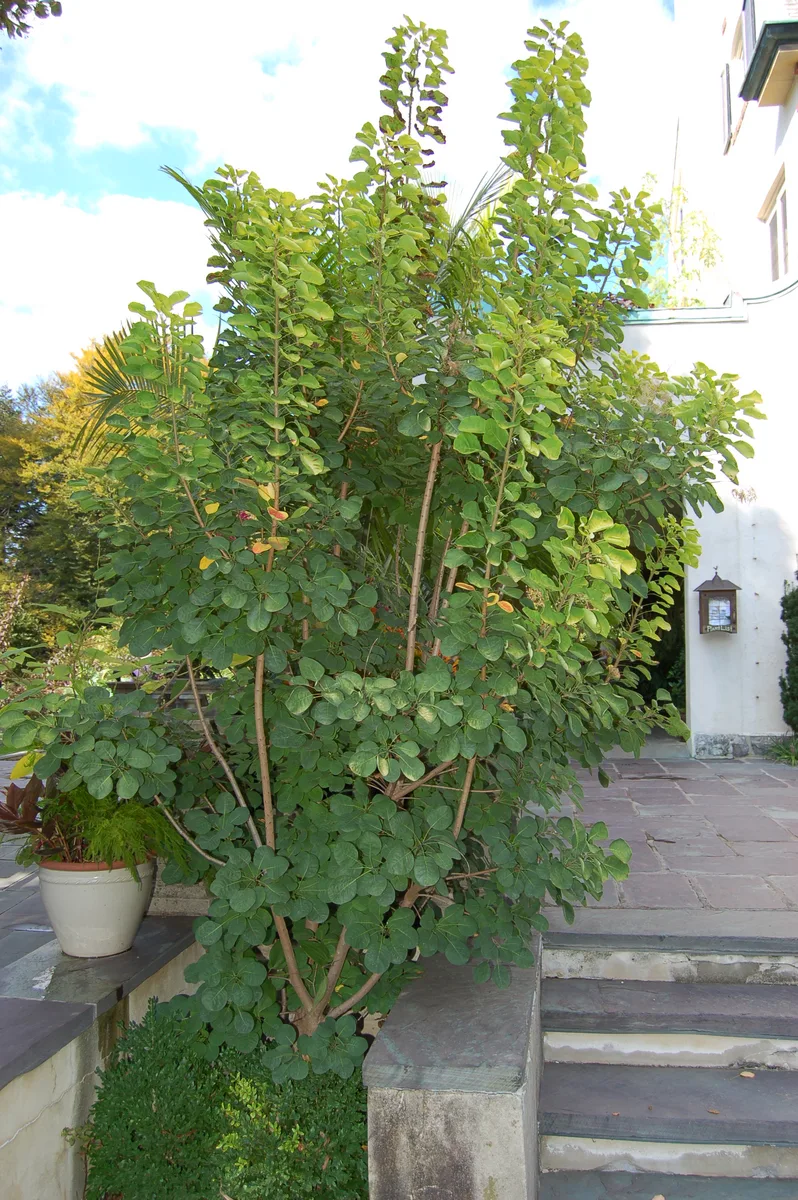Venetian Sumac