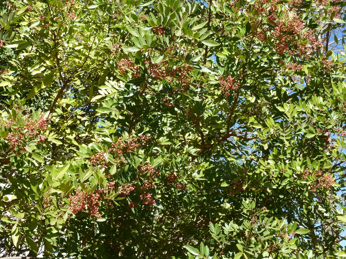 Brazilian Pepper Tree
