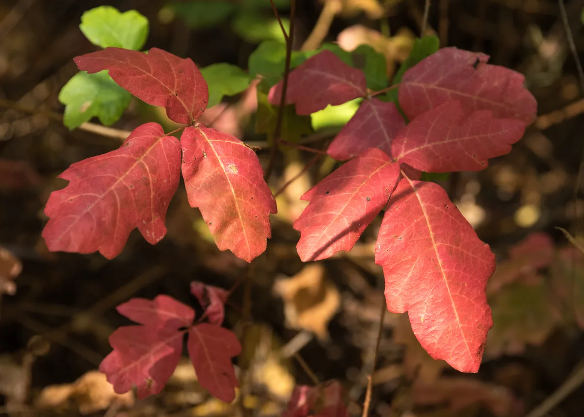 Western Poison Oak