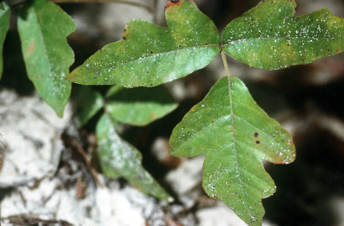 Eastern Poison Oak