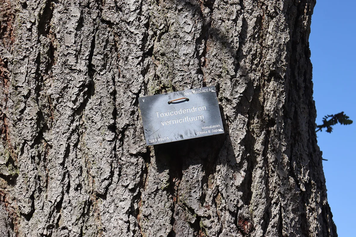Chinese Lacquer Tree