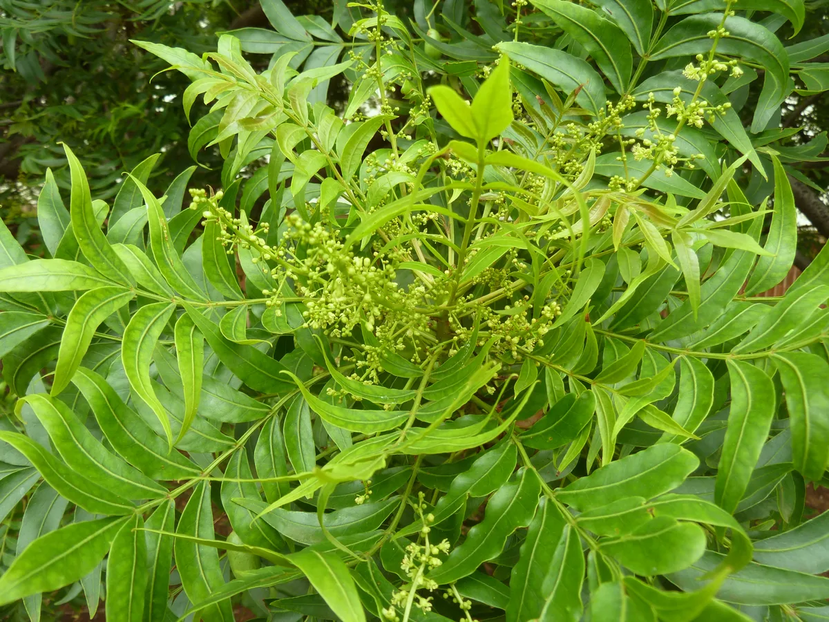 Kaffir Plum