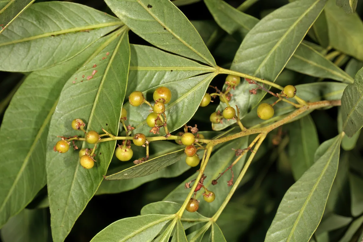 Pepper Tree Sumac
