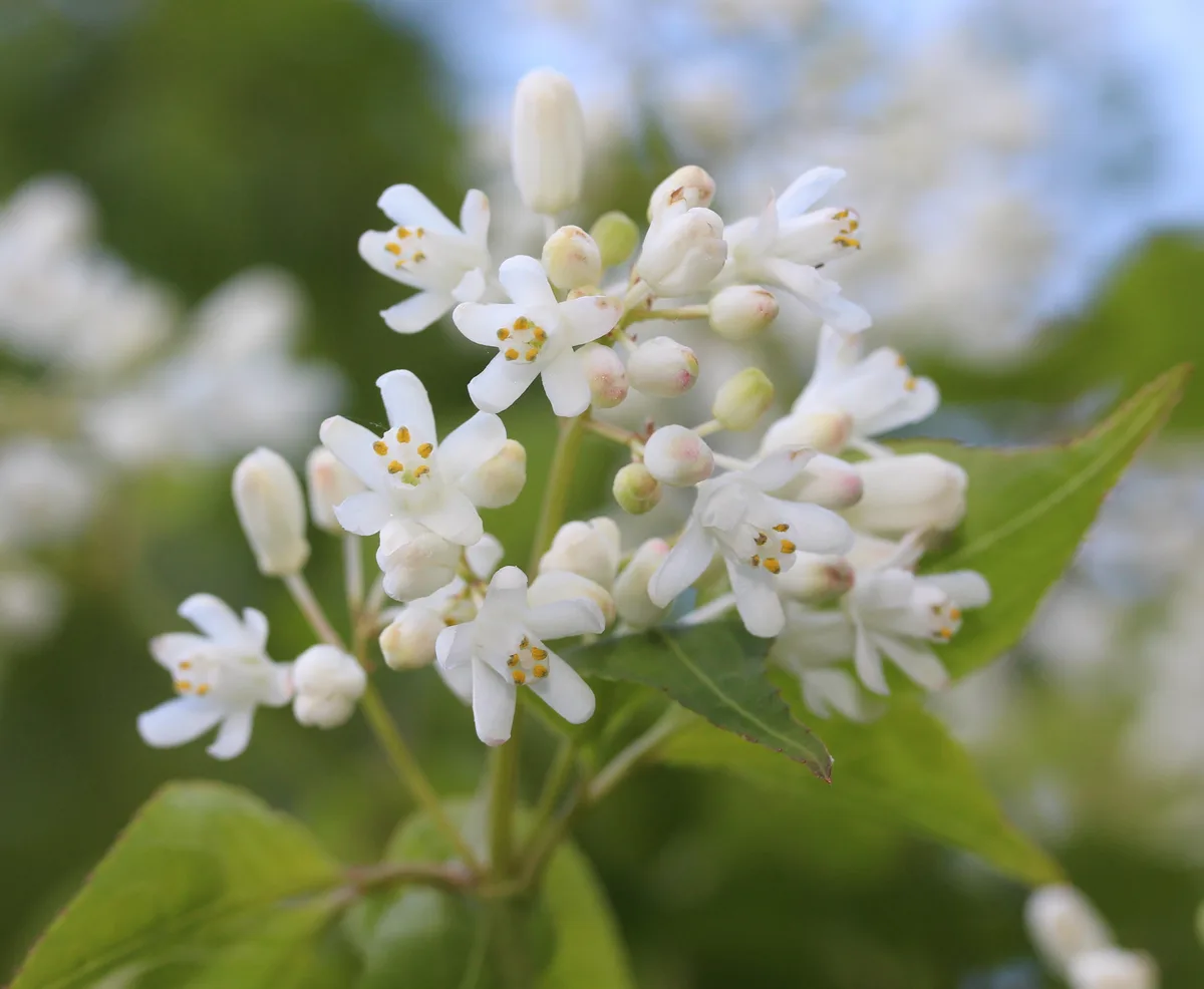 Japanese Bladdernut (Staphylea bumalda)