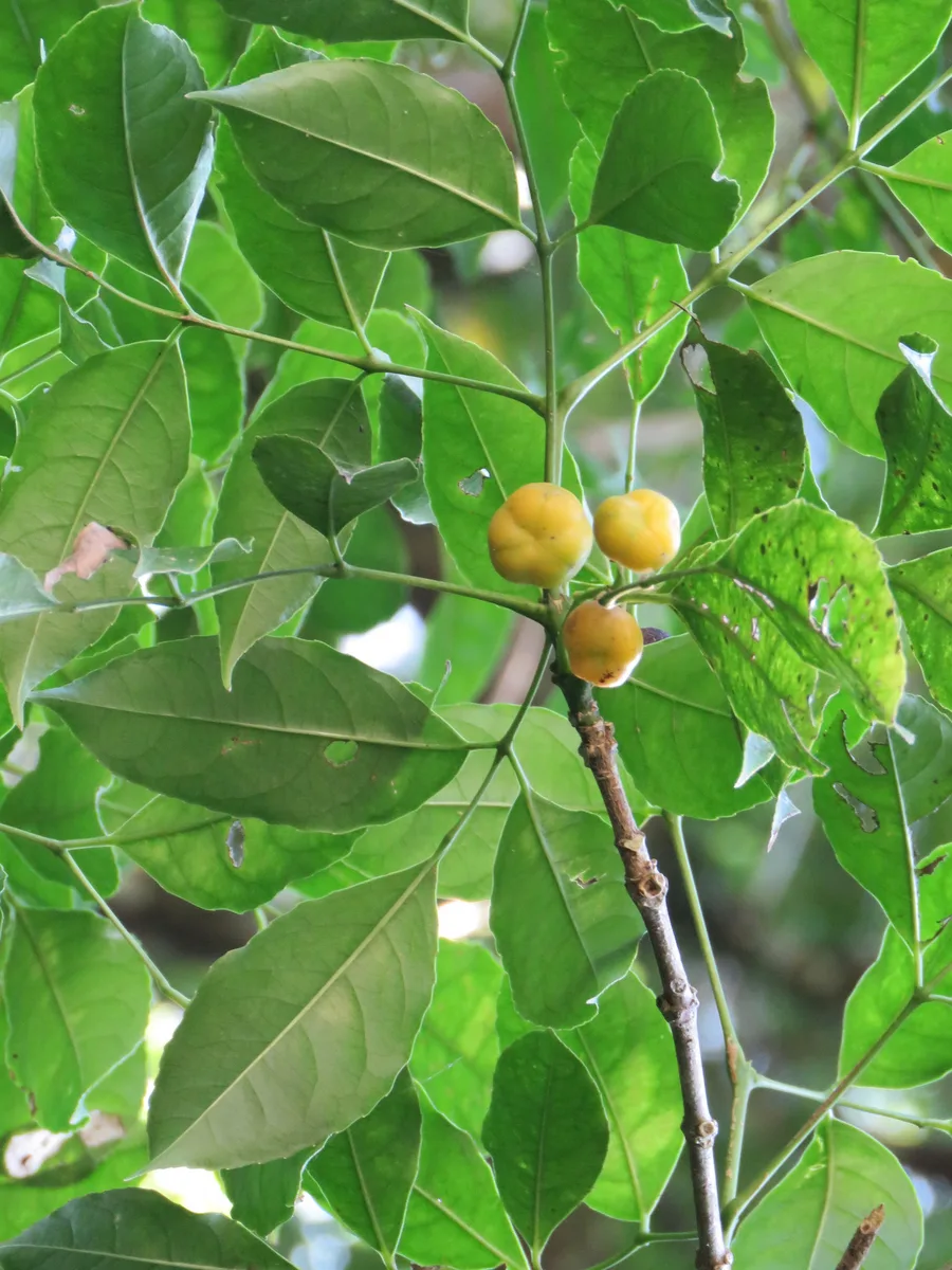 West Indian Turpinia