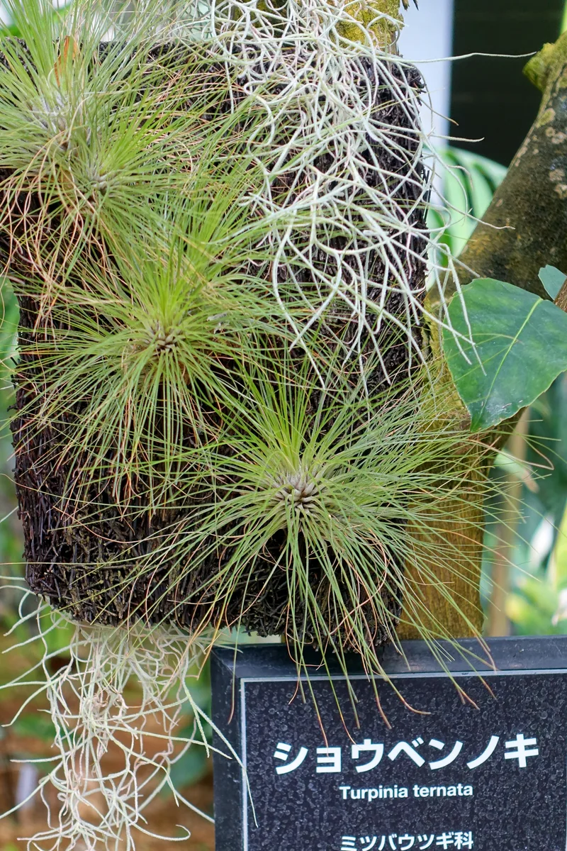 Three Leaf Turpinia (Turpinia ternata)
