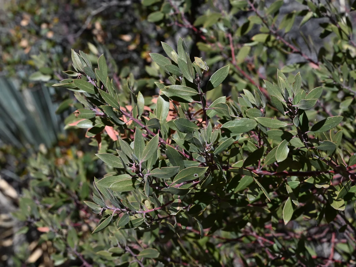 Wright Silk Tassel (Garrya wrightii)