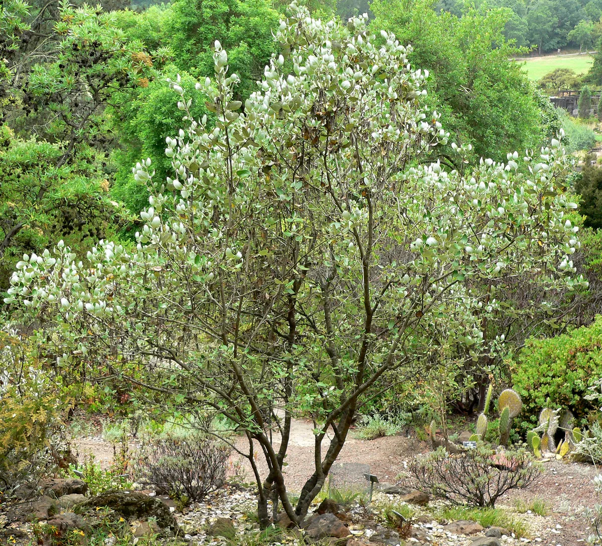 Veatch Silk Tassel (Garrya veatchii)