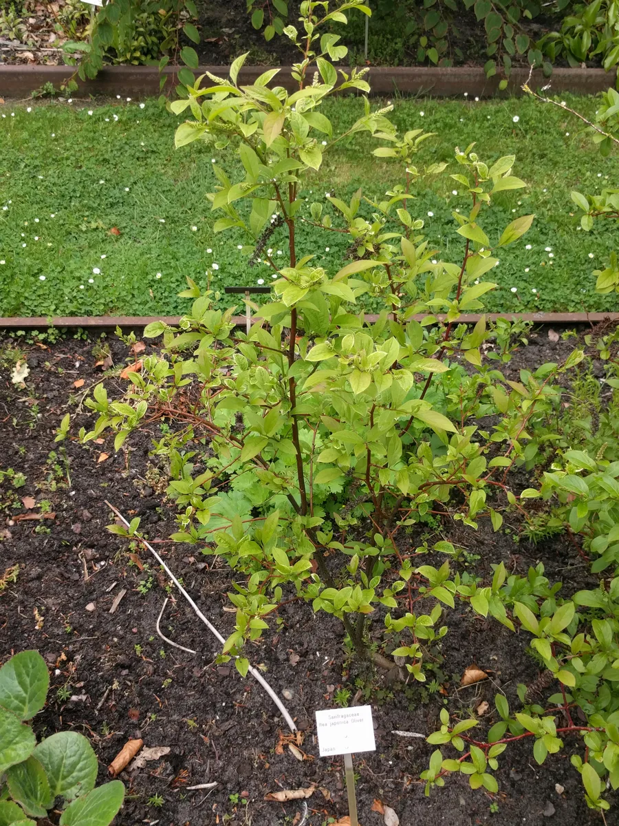 Japanese Sweetspire (Itea japonica)