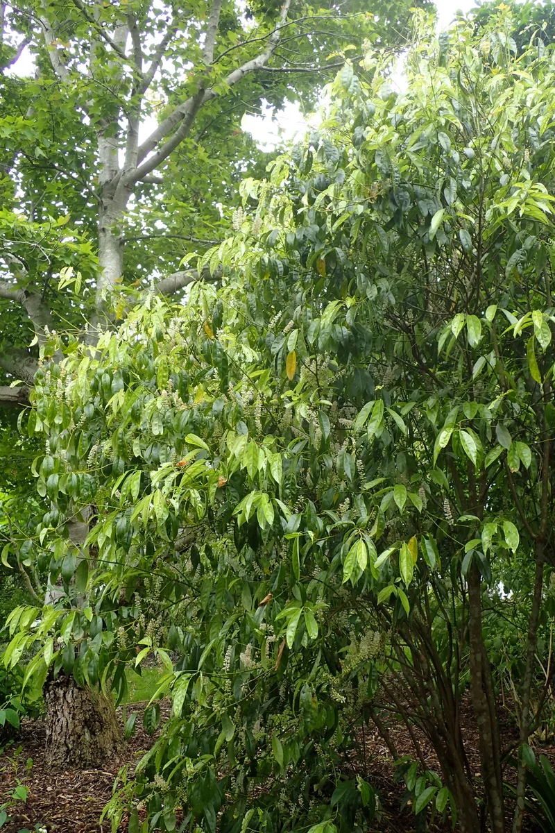 Chinese Sweetspire (Itea chinensis)